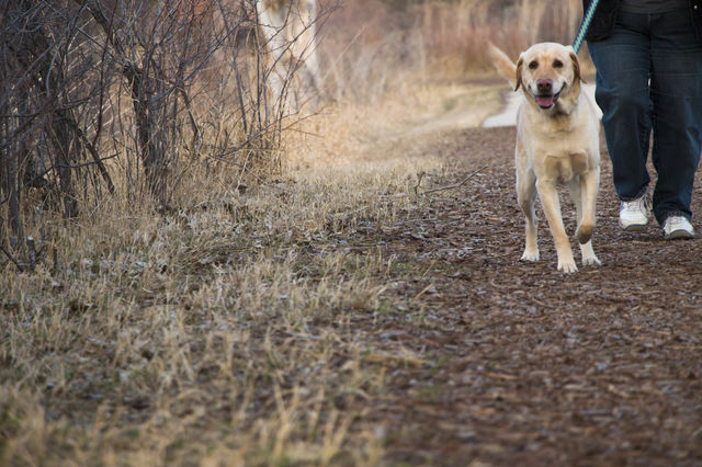 Person walking a dog