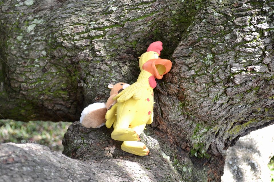 Chicken/squirrel in the crevice of a huge oak tree