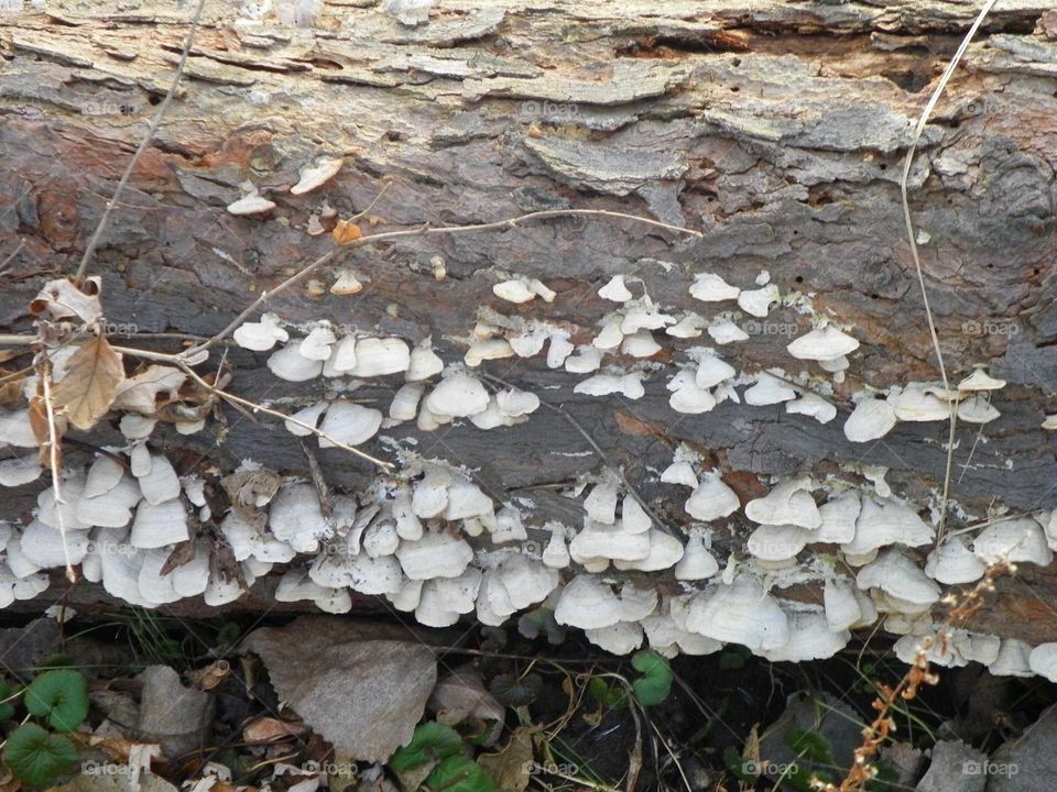 Mushroomed log
