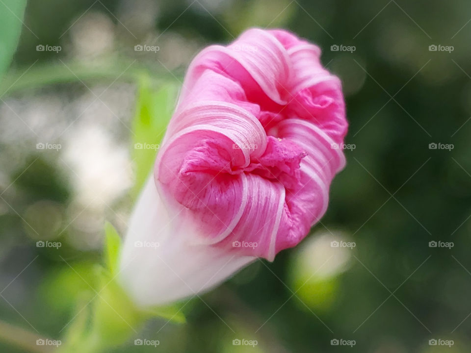 Pink morning glory before opening