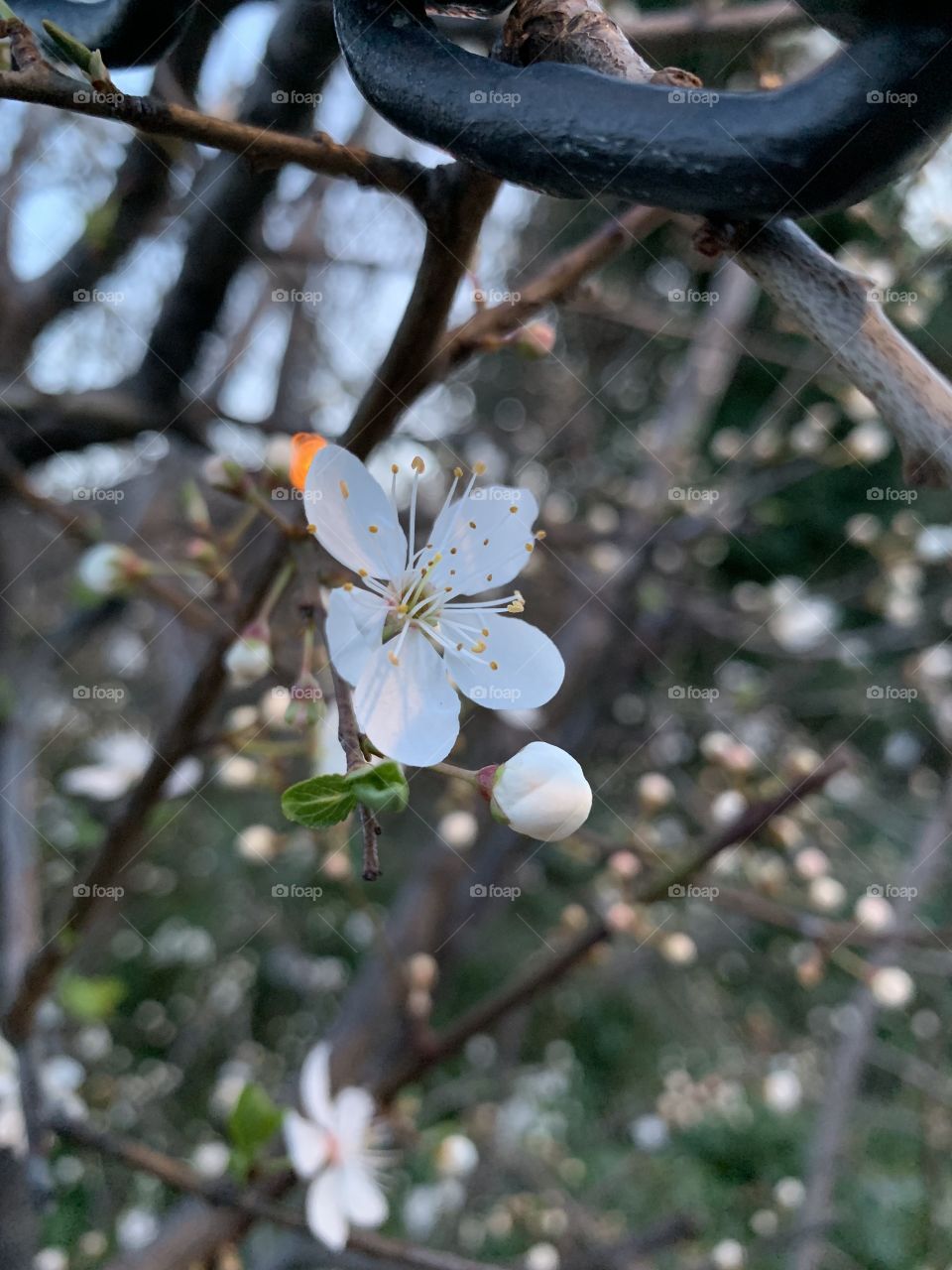  Blooming in winter 