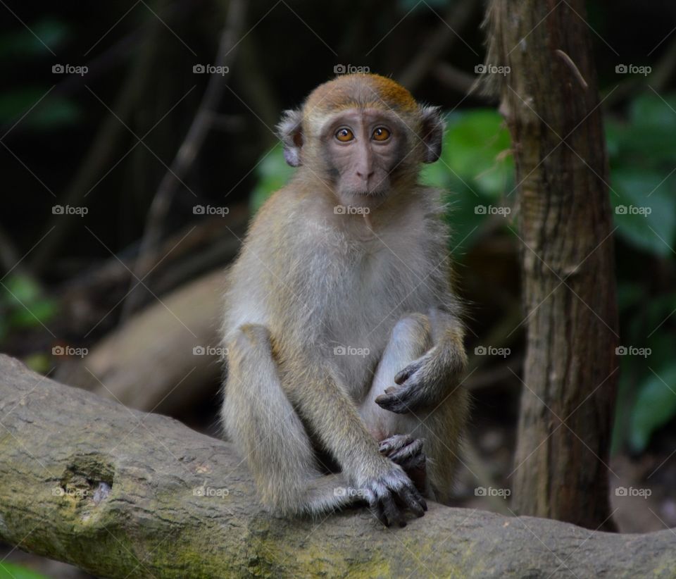 I love the sweet eyes of this monkey, Railay beach Thailand