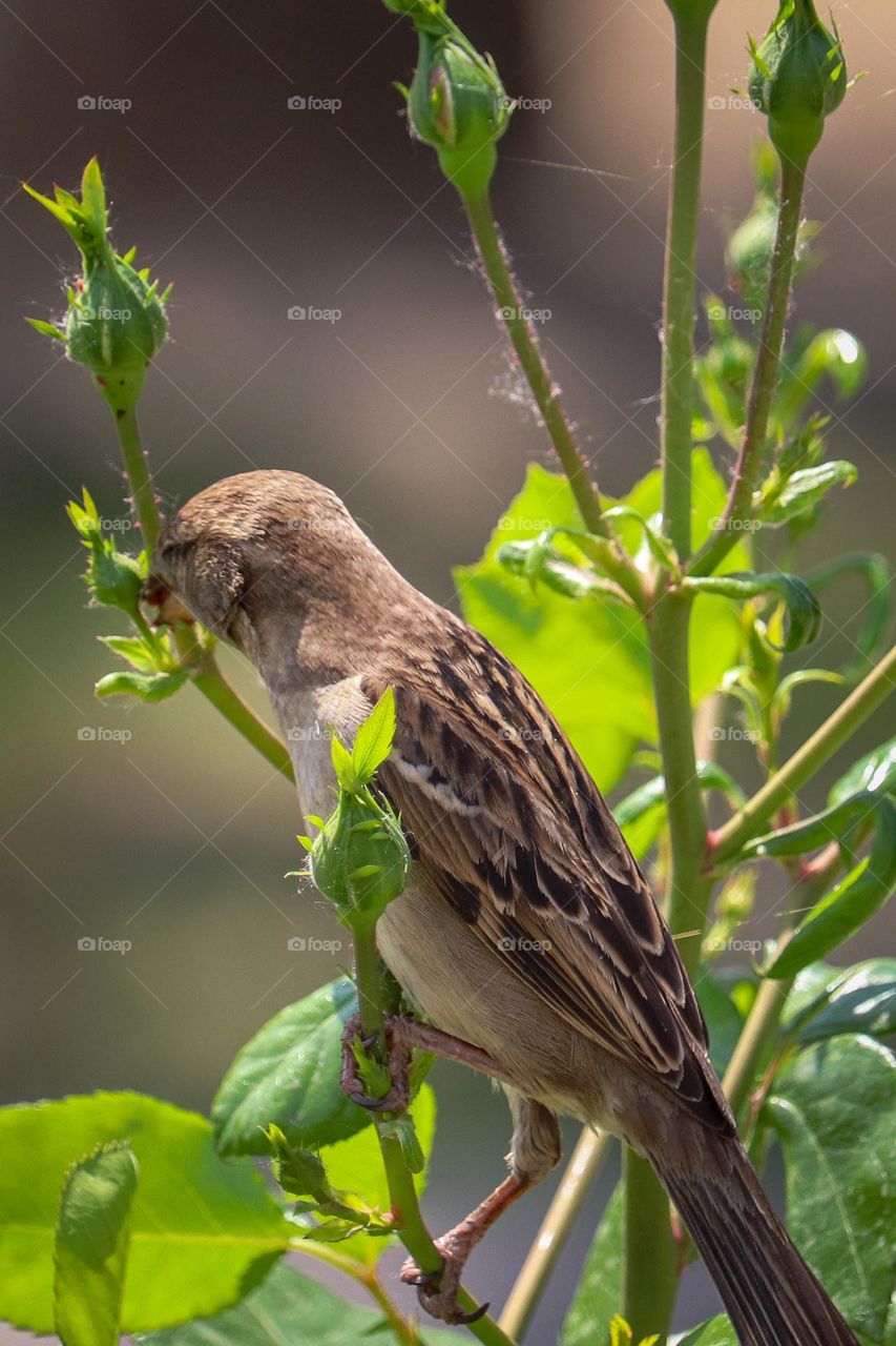 Sparrow at the rose bush
