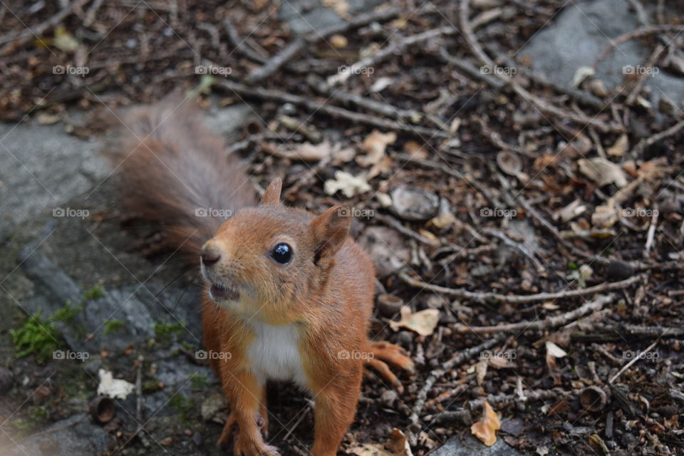 Squirrel in Skansen, Stockholm. He loved my camera!