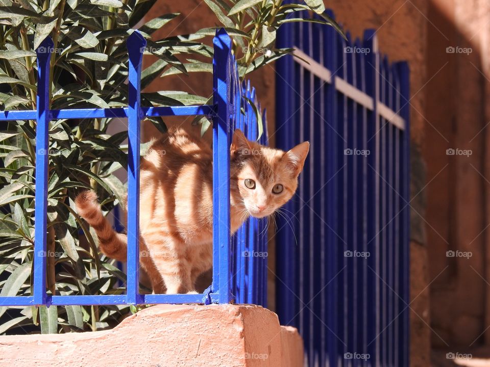 Close-up of a cat