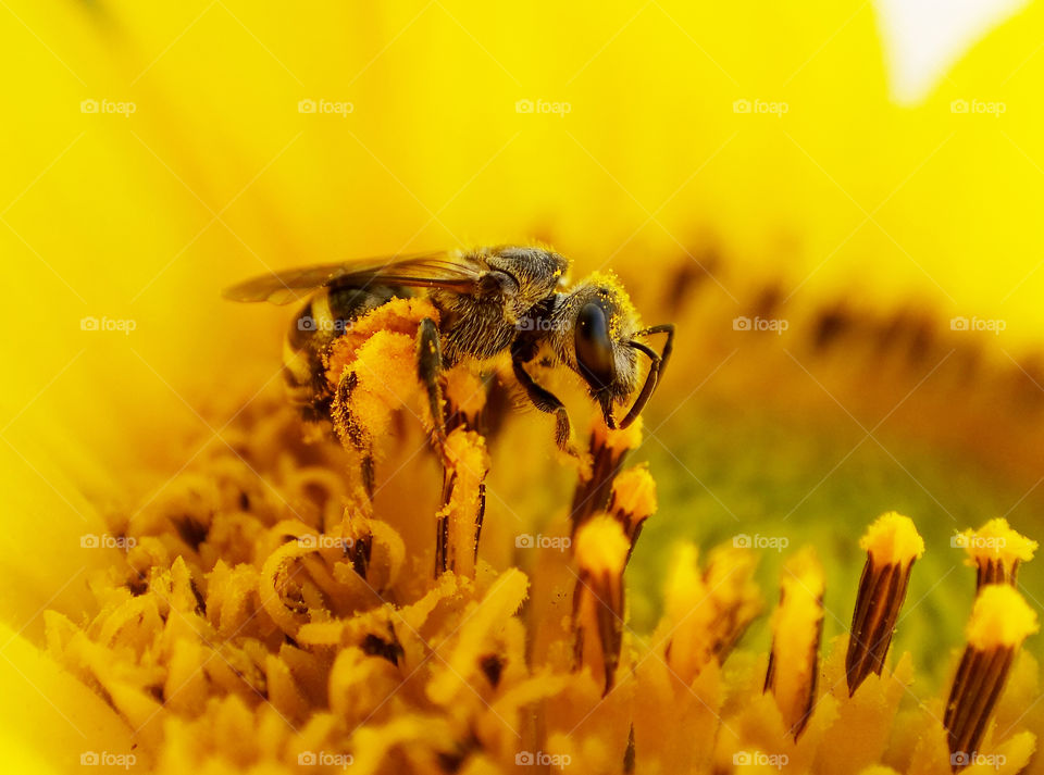 Honey Bee on a sunflower