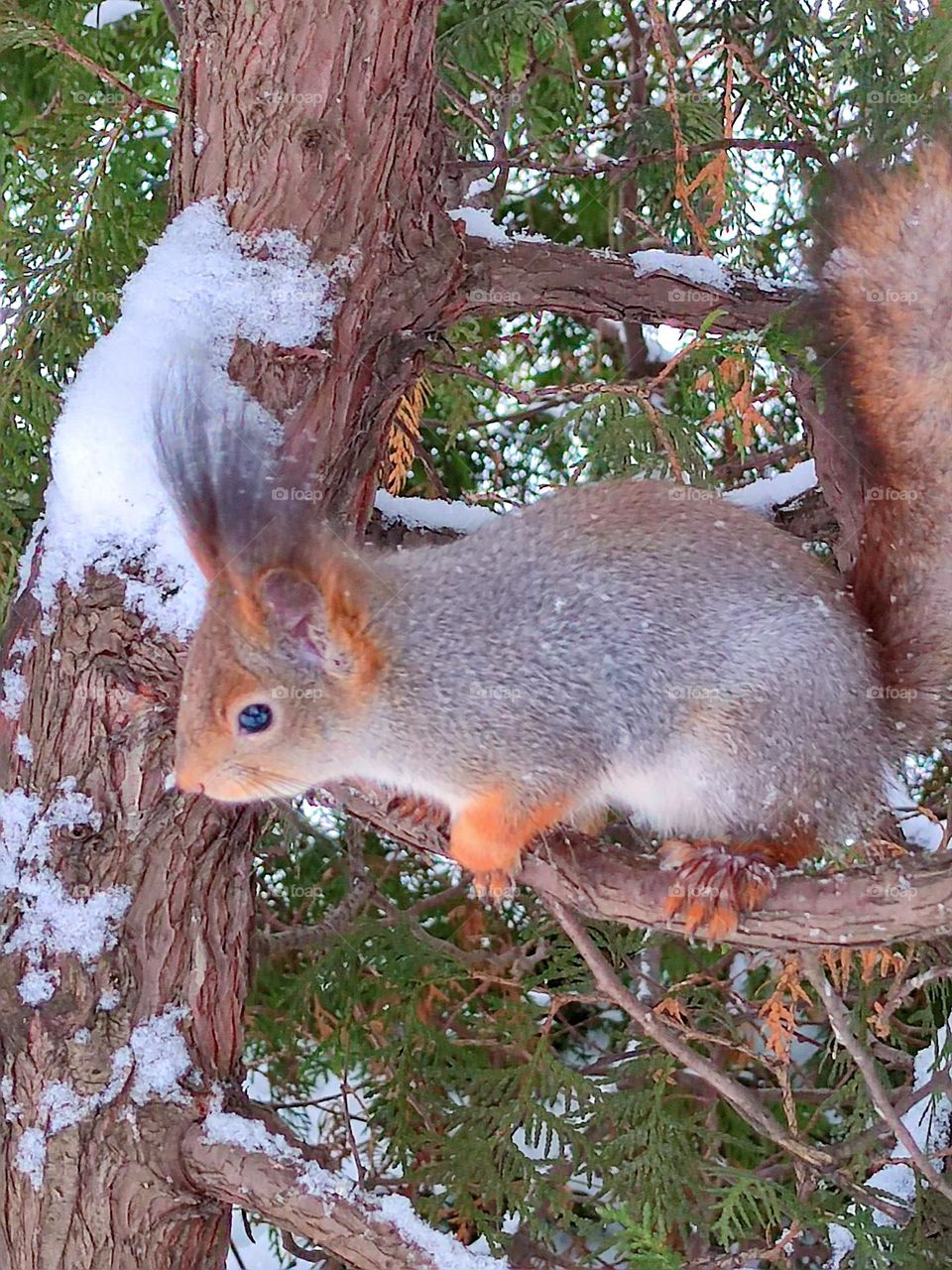 Winter.  A squirrel sits on snow-covered fir branches