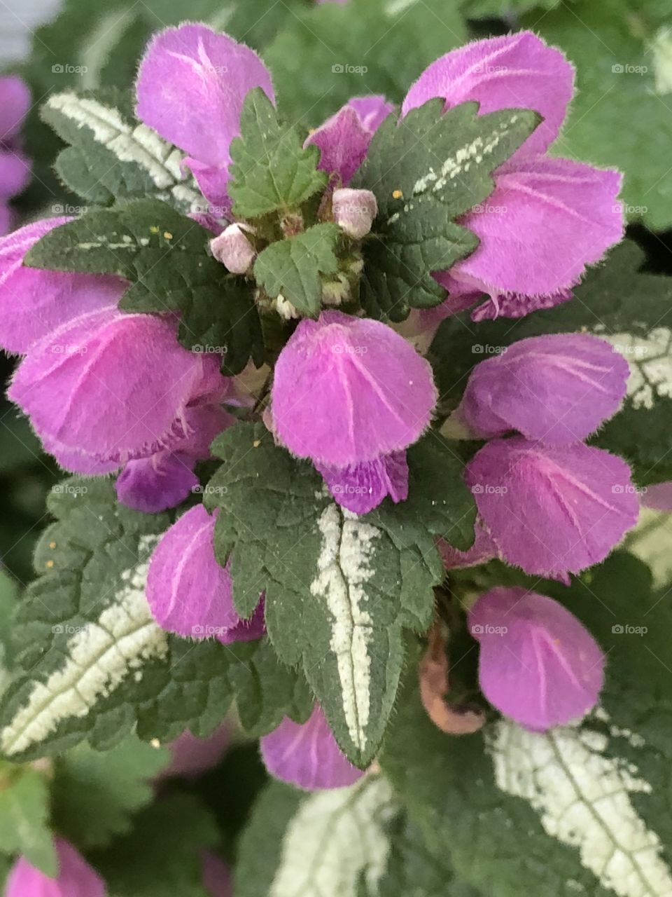 Ground cover