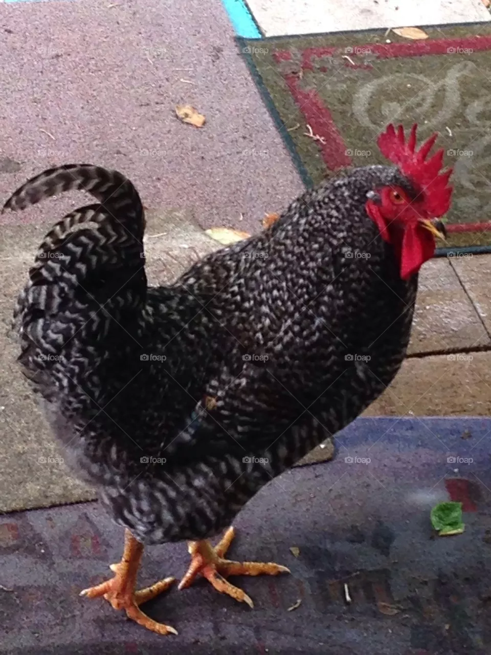 Rooster