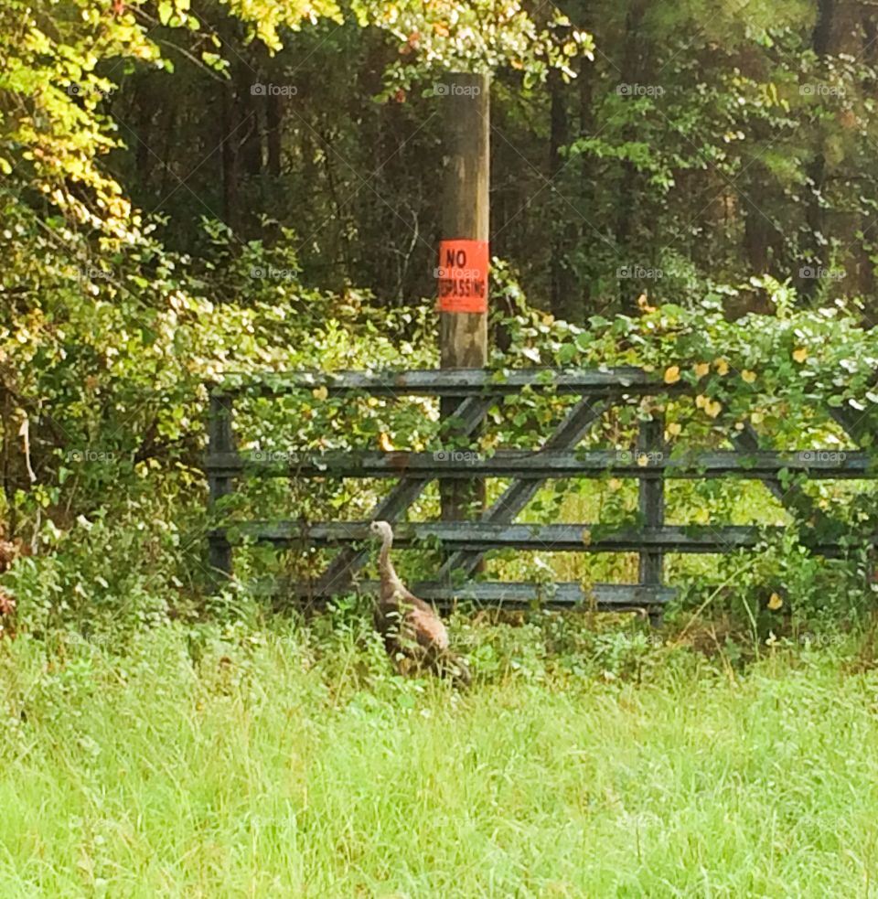 Wild turkey 