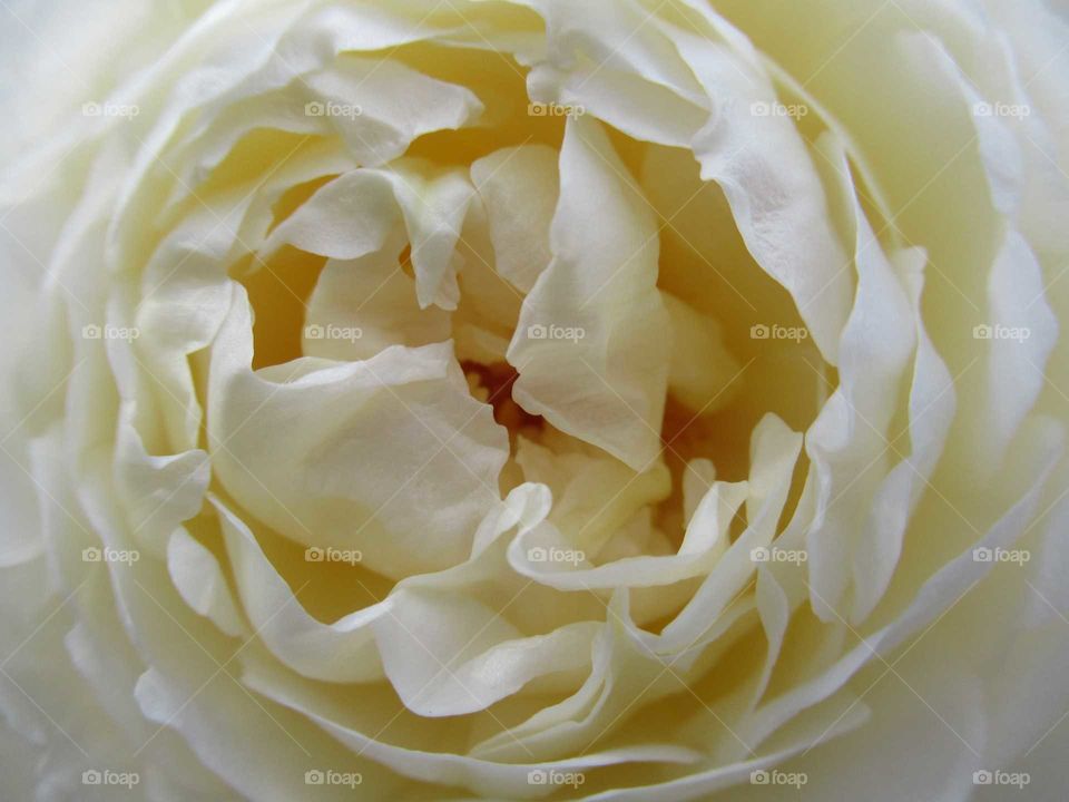 Closeup photo of a cream rose