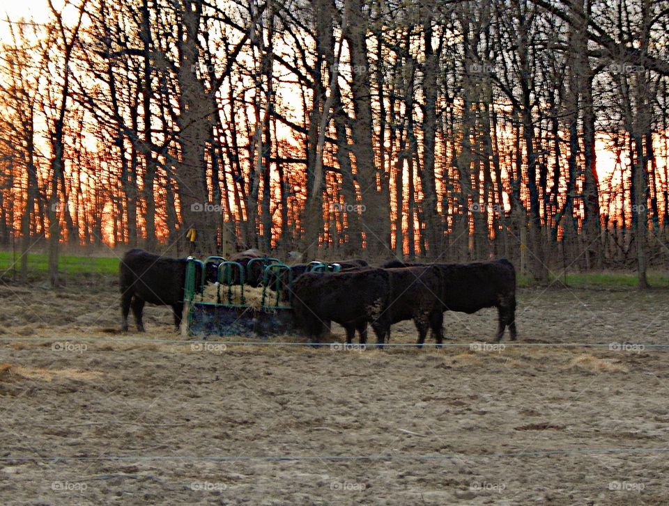 cows in the country gathered around eating as sun sets through the trees behind them