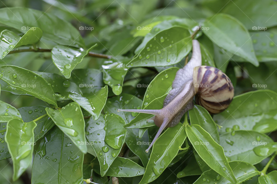 Snail On the green leaves with water drops.