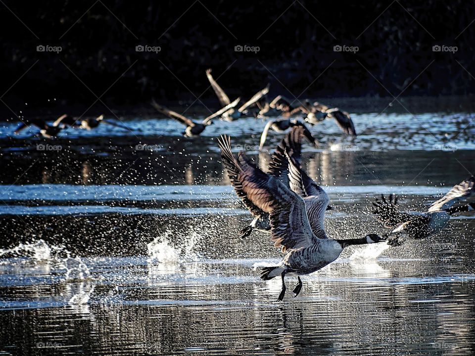 Dawn Flight