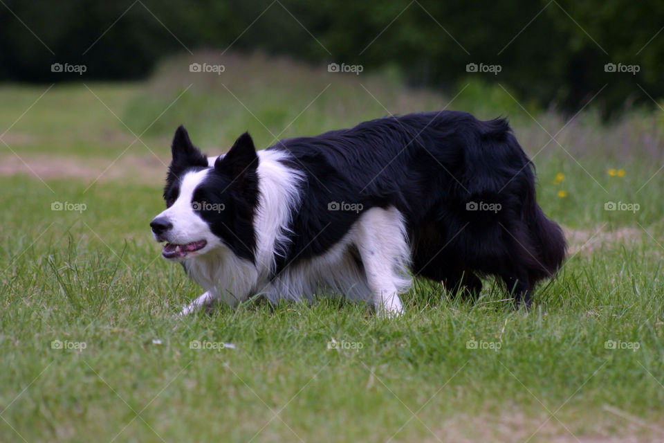 Border Collie Herding Pose