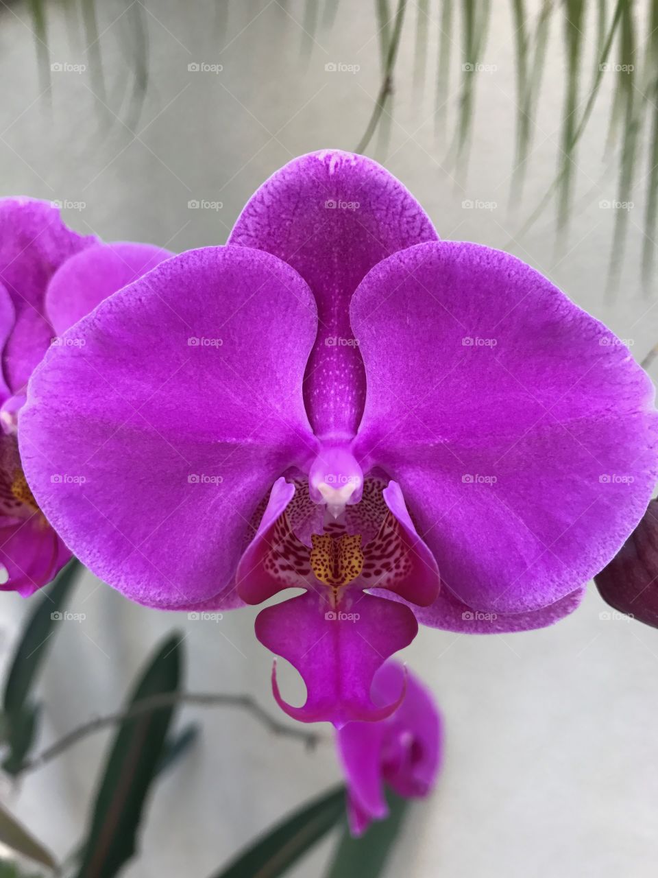 Orchid