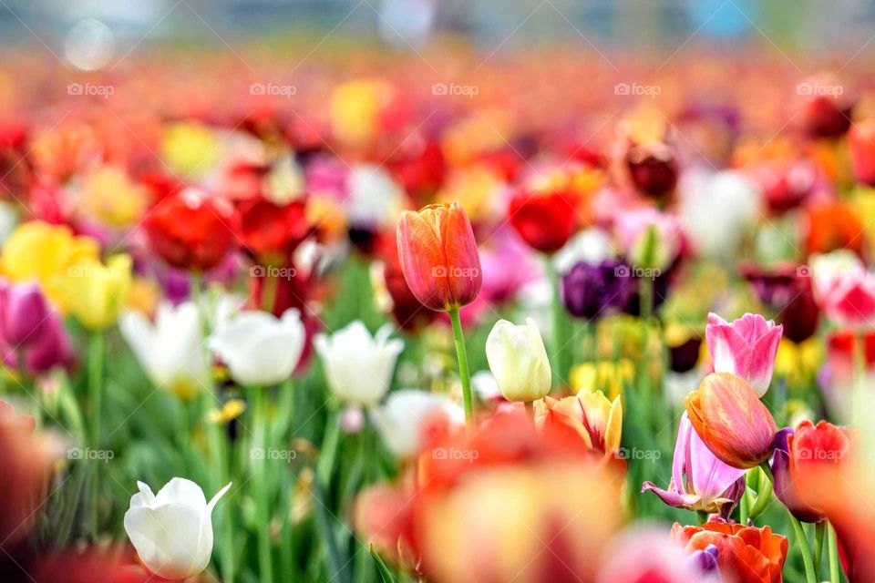 tulip flowers1