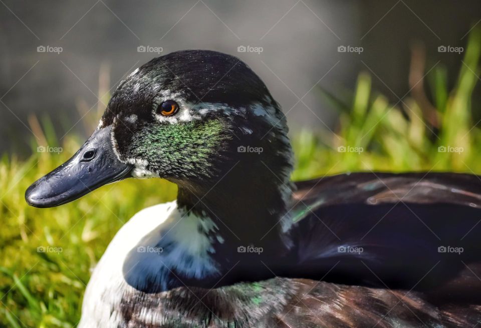 Duck portrait