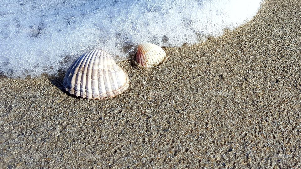 sea shells
