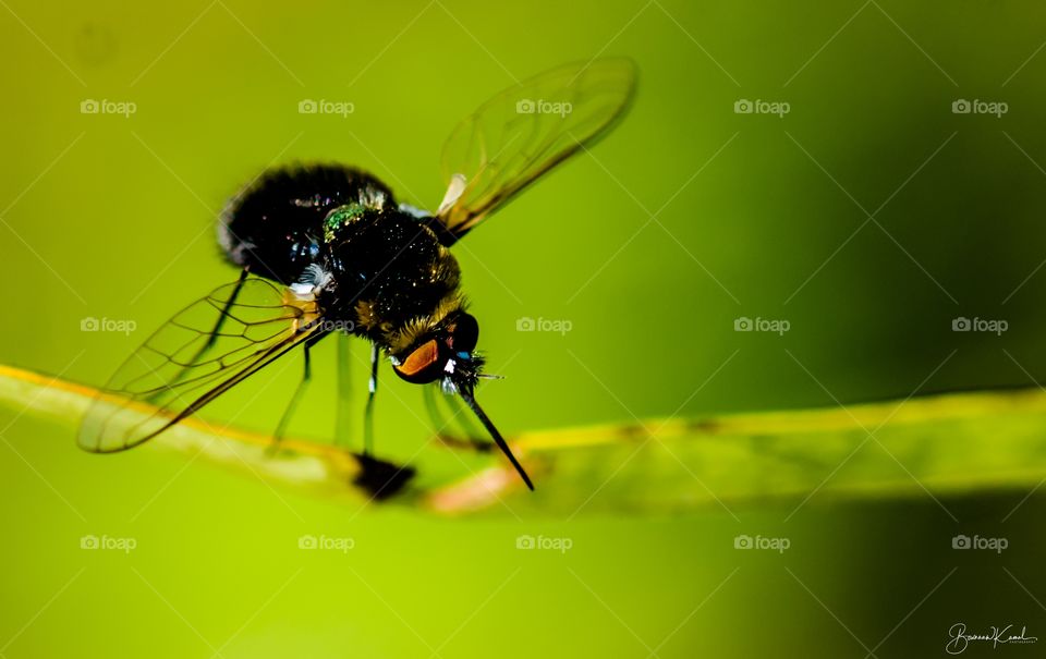 Bombyliidae fly_Salem, India