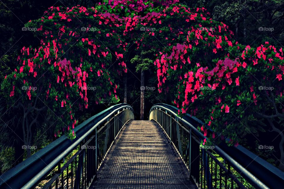 beautiful natura park view  photography