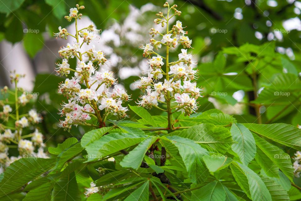 Wild chestnut blooming