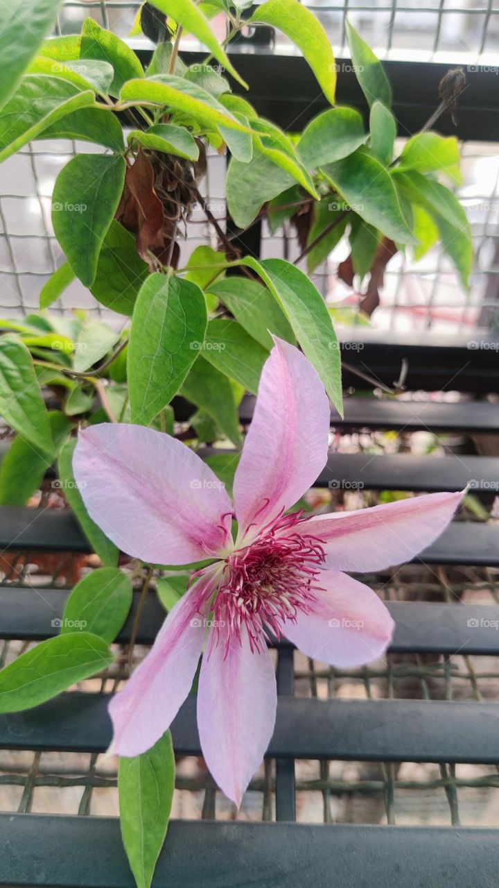 Clematis in autumn