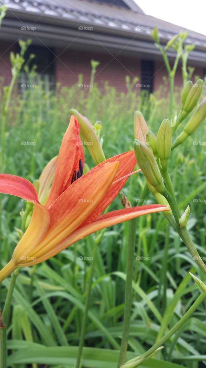 Orange Rest Stop flower