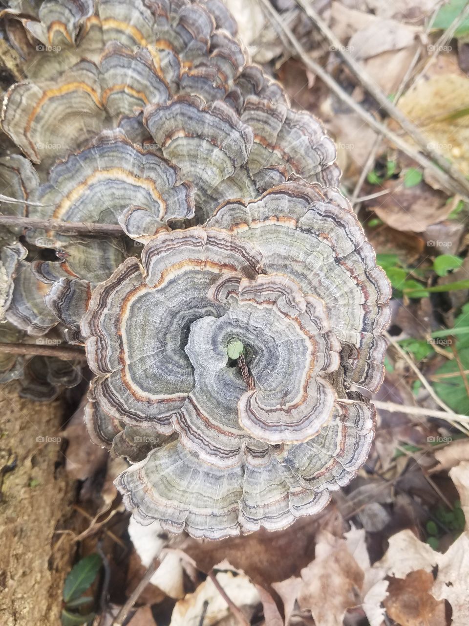 Turkey tail fungus