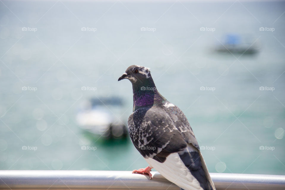 Closeup of an older pigeon