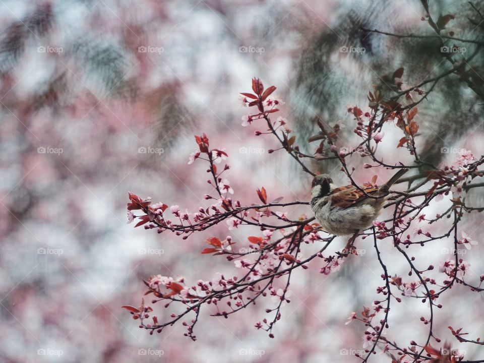 House sparrow perches between spring branches