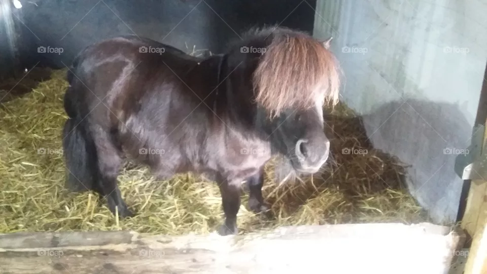 Shetland pony in his stable