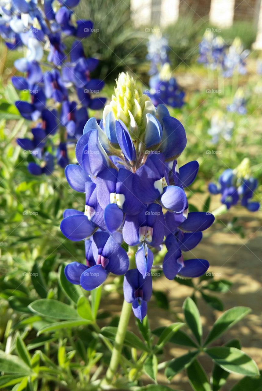 bluebonnet