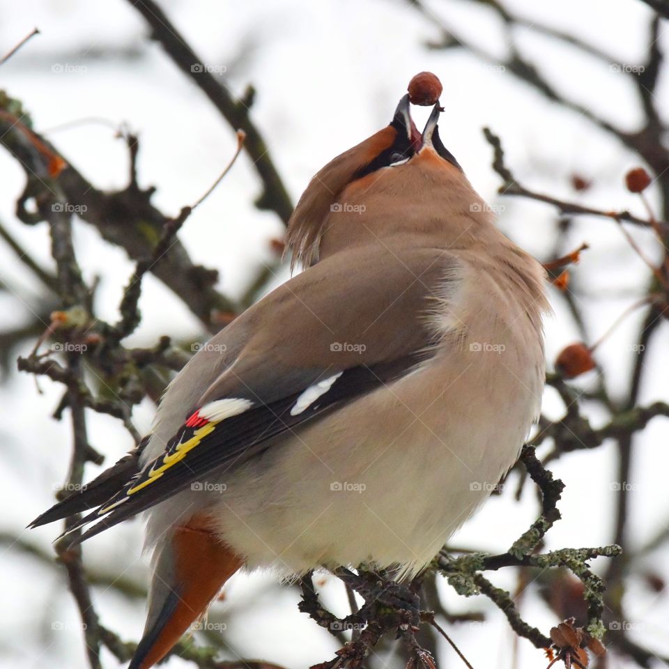 Bohemian waxwing eating berry