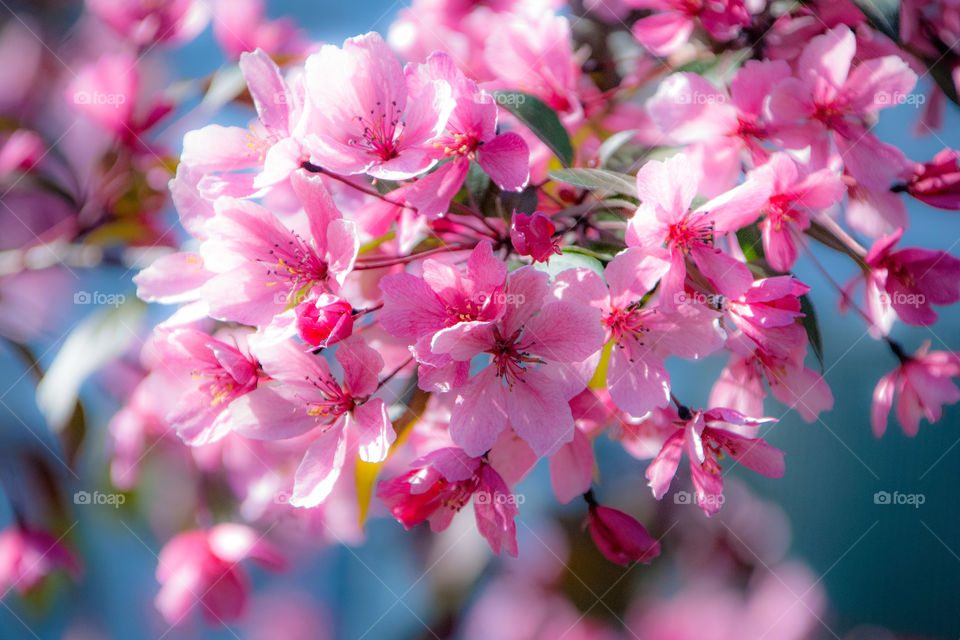 Spring flowering