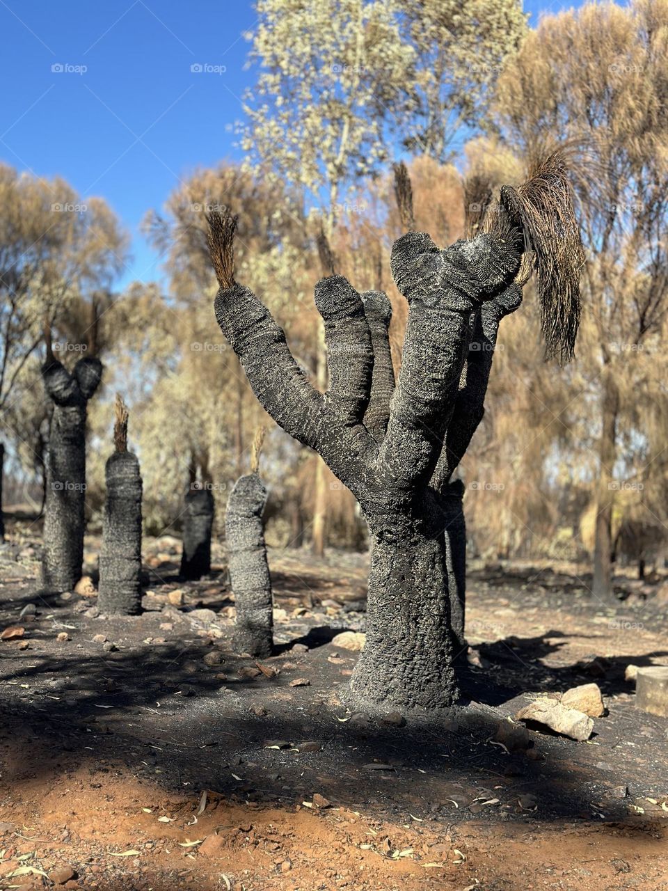 Burnt grass tree 
