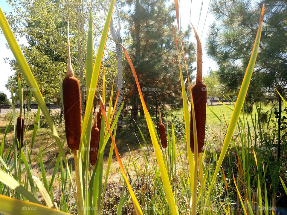 Cattails in Ditch