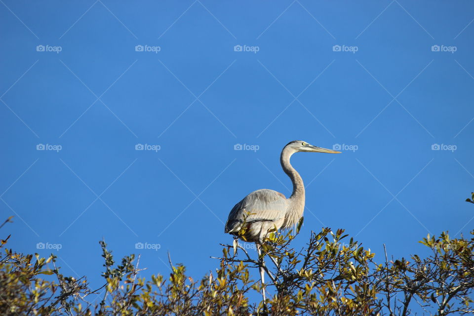Great blue heron perched in a tree on the gulf coast of Florida under blue skies