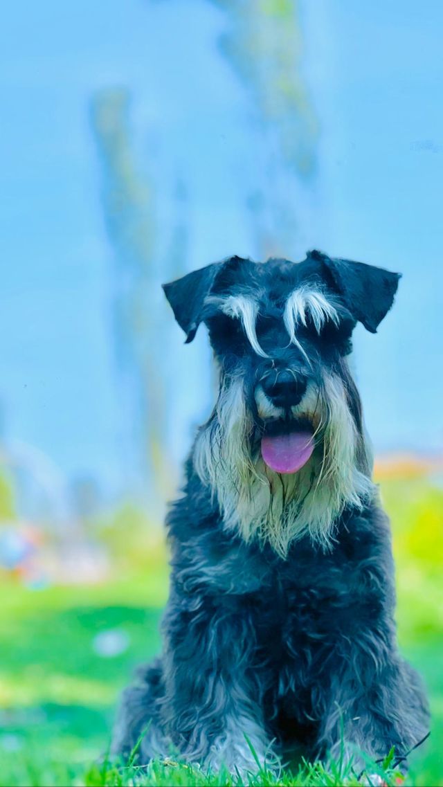 Dog 