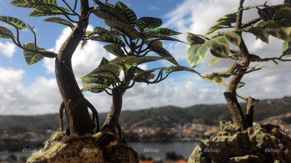 Bonsai