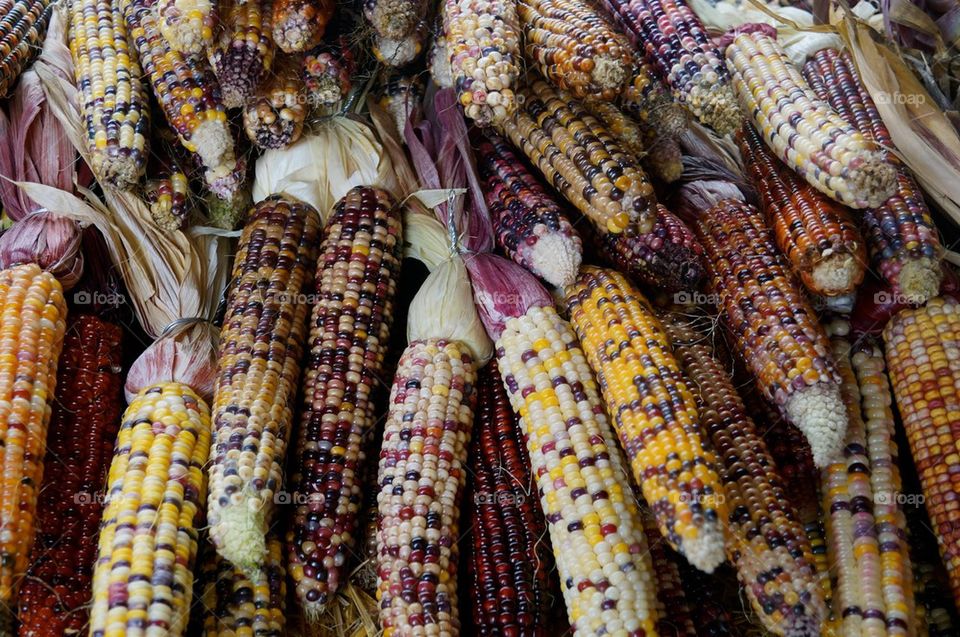 Indian corn