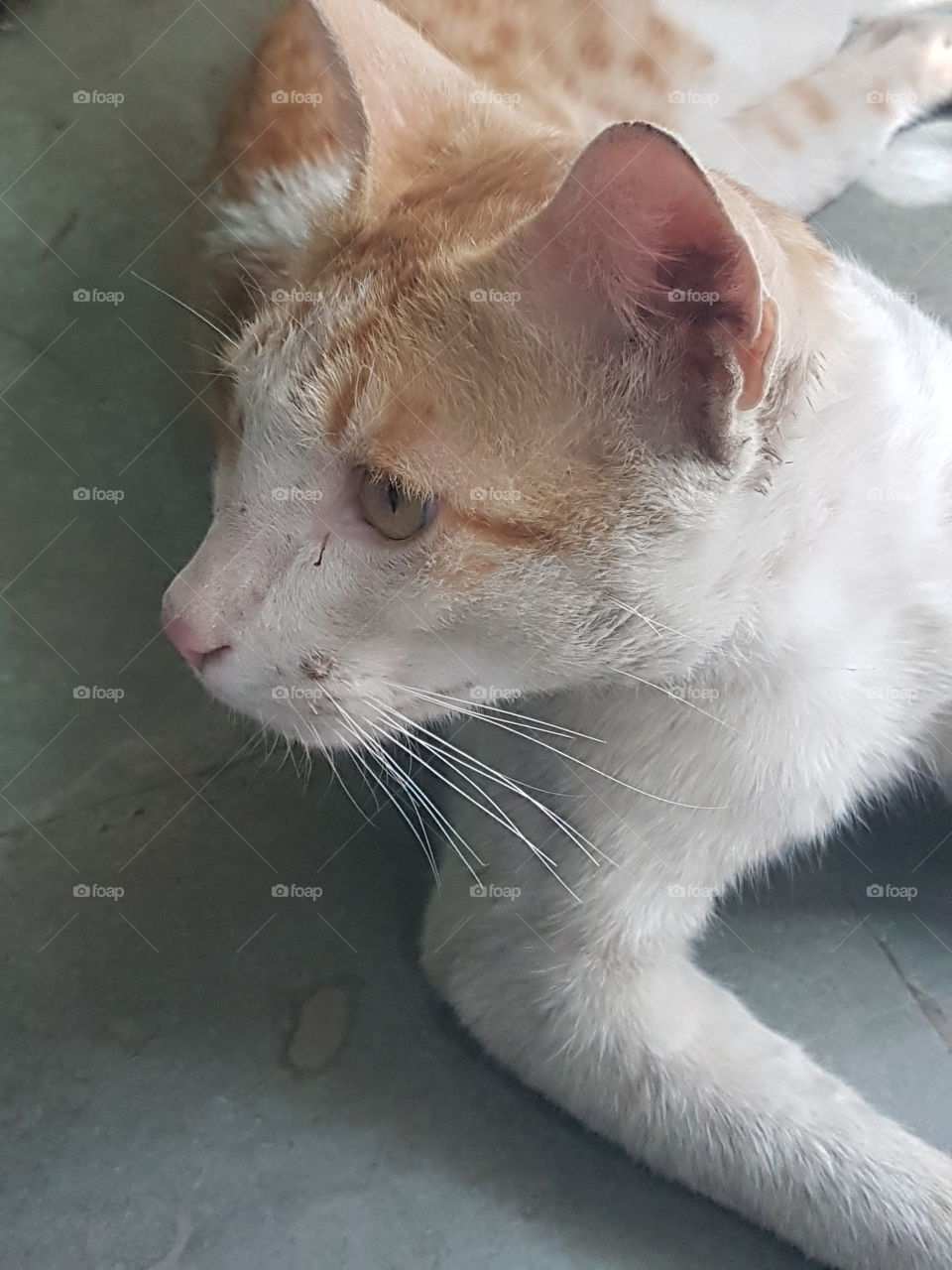 brown cat at floor watching food