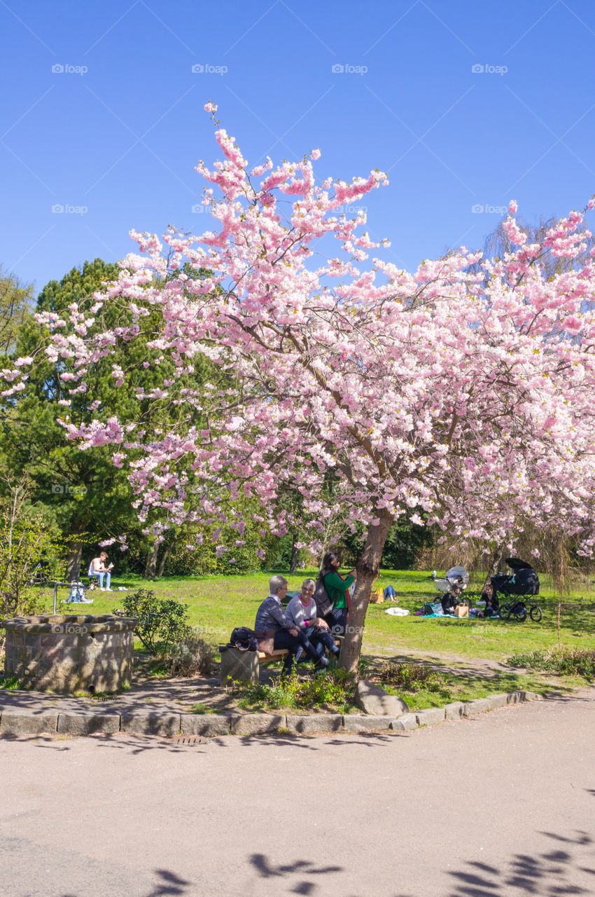 Pink park 