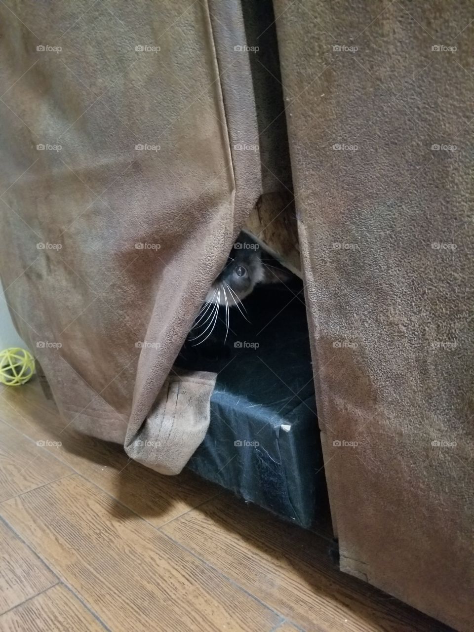 cat playing peek a boo