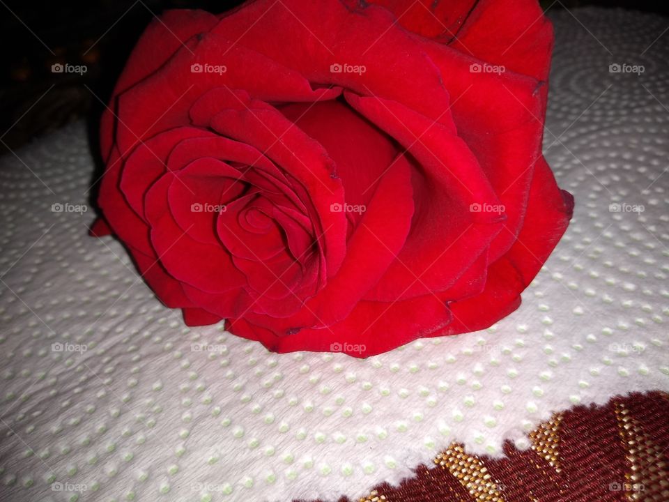 Rose, Flower, No Person, Love, Wedding