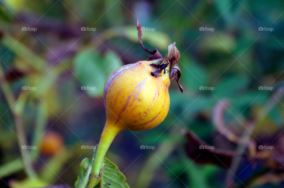 Close-up of yellow fruit growing on plant during autumn.