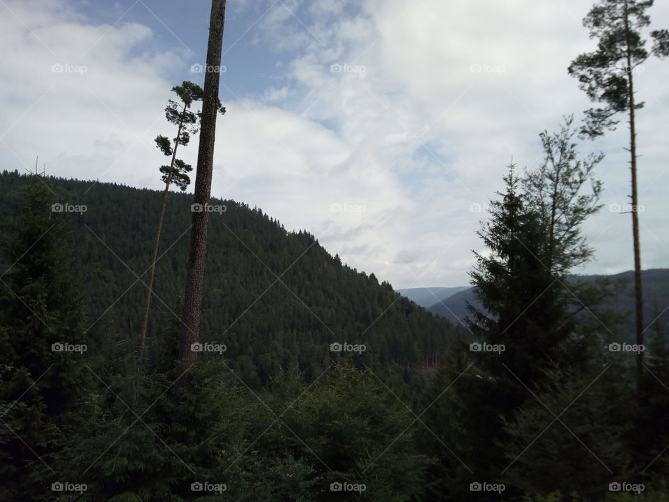 Schwarzwald in Bad Wildbad