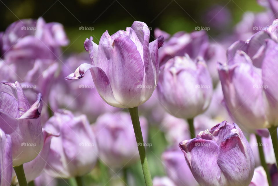 Tulip garden