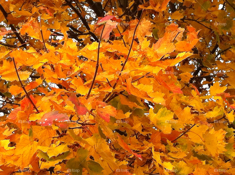 malmö sweden höst autumm by ingrid13