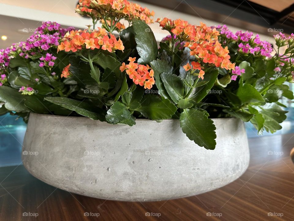 Flowers in a pot on a shelf 